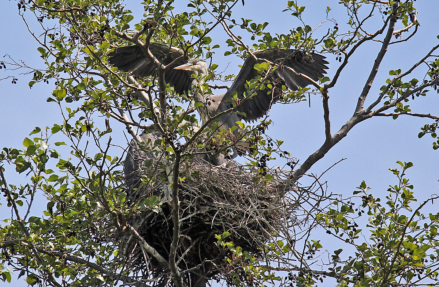 Graureiher -Nest-