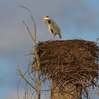 Graureiher: Nestbenutzer auf Zeit