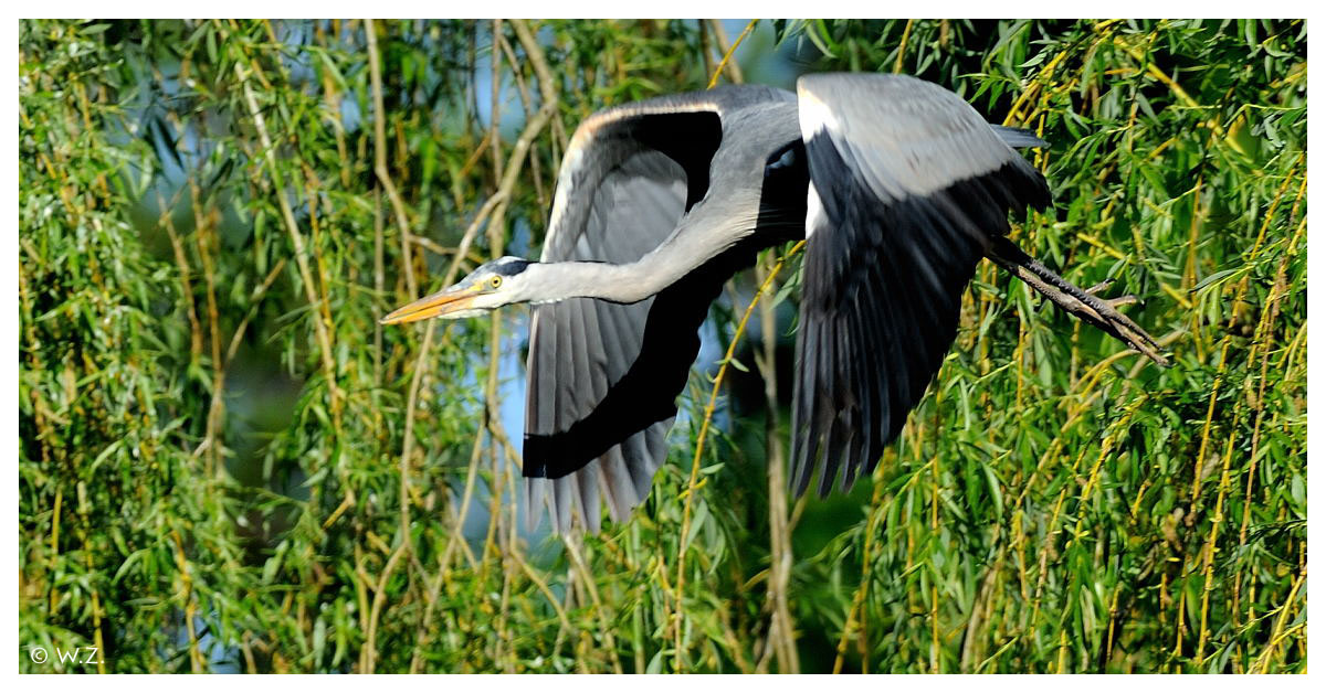 ---- Graureiher Nr. 1 ----- ( Ardea cinnerea )