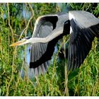 ---- Graureiher Nr. 1 ----- ( Ardea cinnerea )