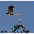 ---- Graureiher Nr. 2 ---- ( Ardea cinerea )