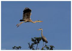 ---- Graureiher Nr. 2 ---- ( Ardea cinerea )