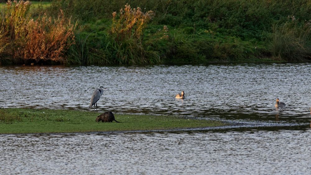 Graureiher, Nutria und Graugänse im NSG Am Tibaum