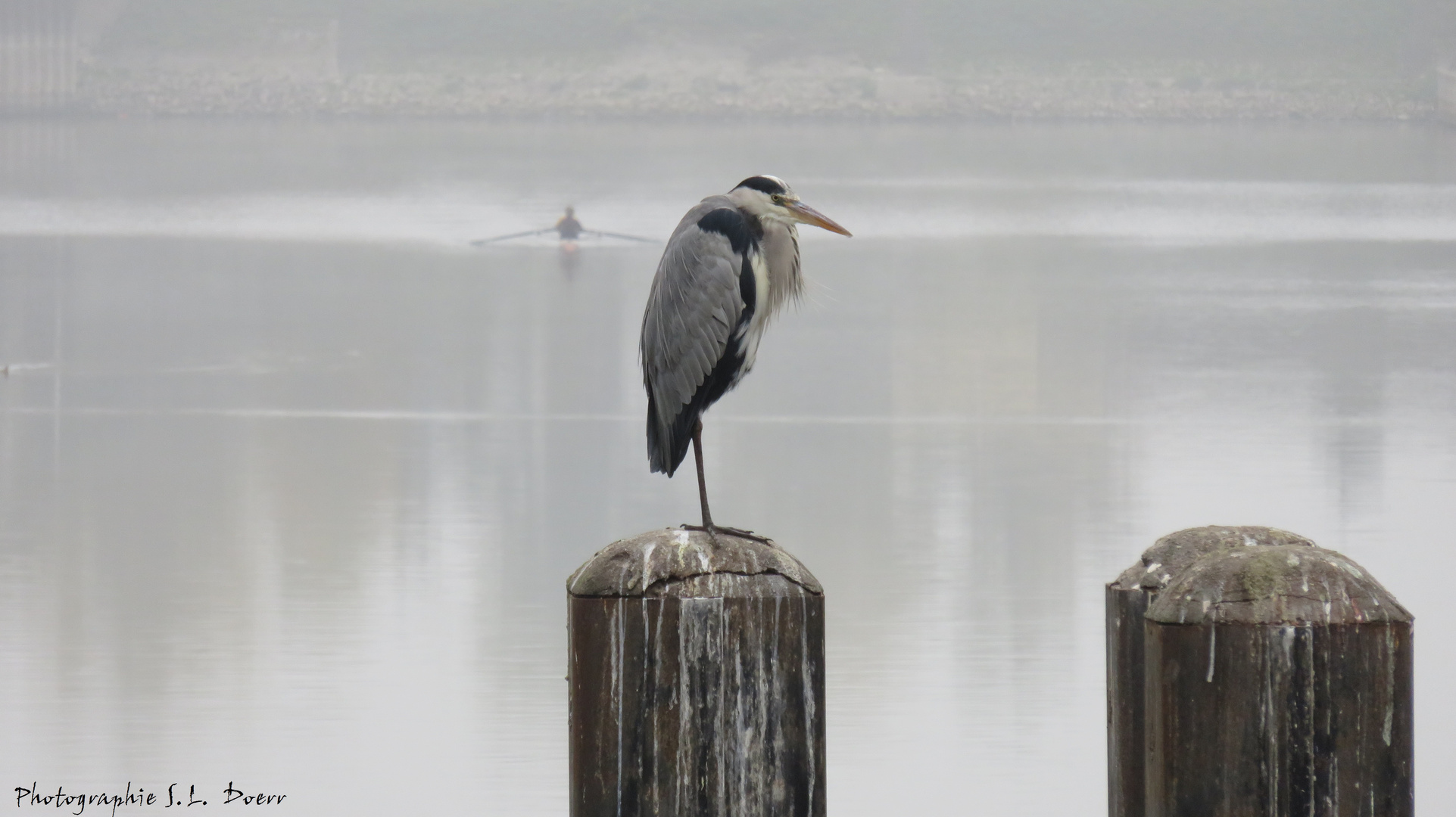 Graureiher oder Fischreiher (Ardea cinerea), (2)