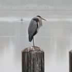 Graureiher oder Fischreiher (Ardea cinerea), (2)