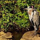 Graureiher oder Fischreiher (Ardea cinerea)