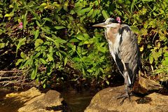 Graureiher oder Fischreiher (Ardea cinerea)