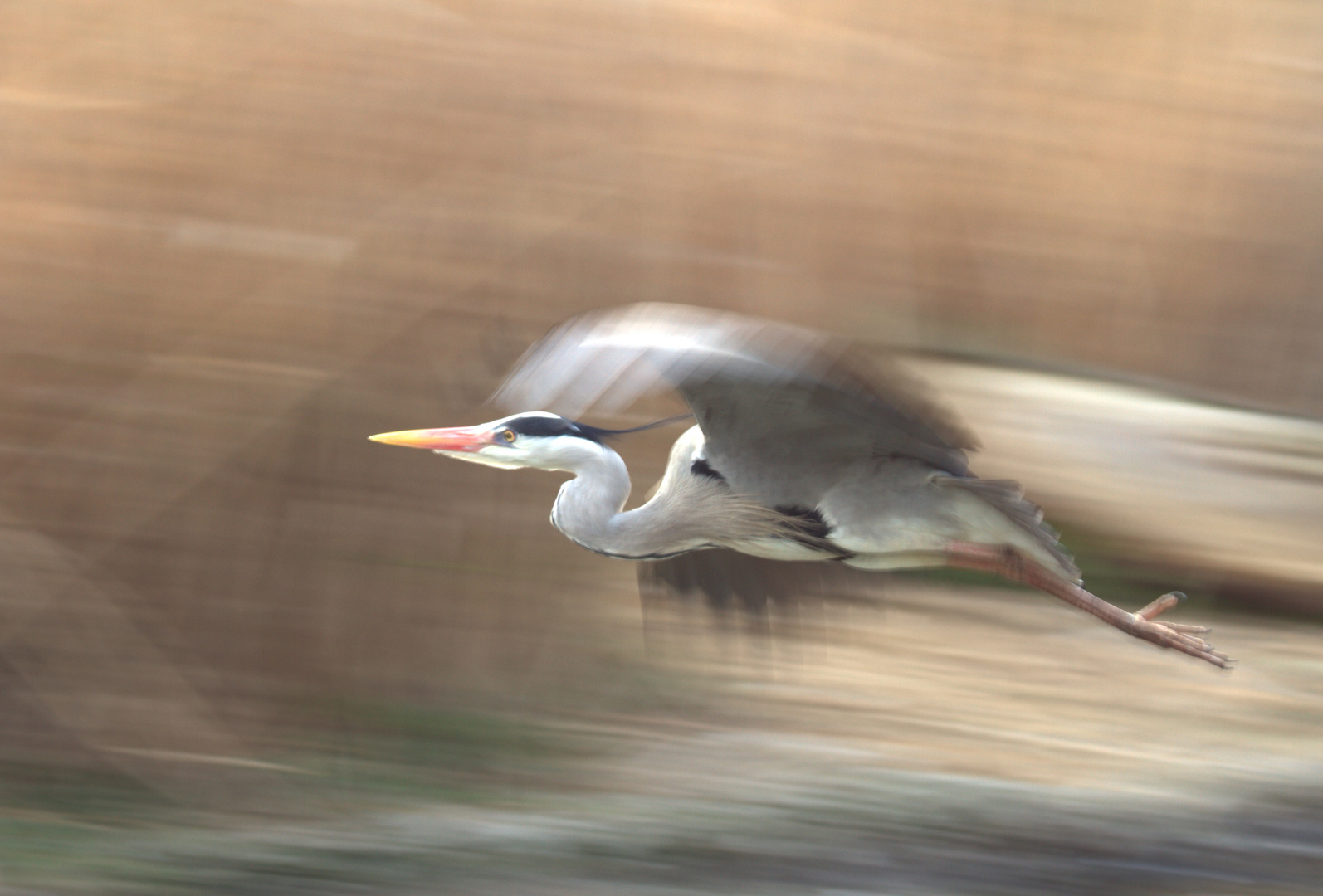 Graureiher oder Fischreiher (Ardea cinerea)