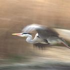 Graureiher oder Fischreiher (Ardea cinerea)