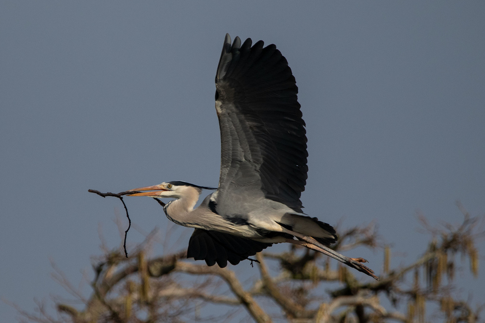 -Graureiher oder Fischreiher (Ardea cinerea)-