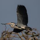 -Graureiher oder Fischreiher (Ardea cinerea)-