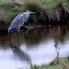 Graureiher oder Fischreiher (Ardea cinerea) 