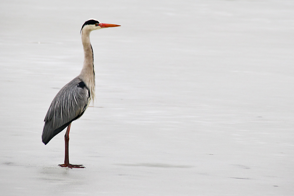 Graureiher on ice