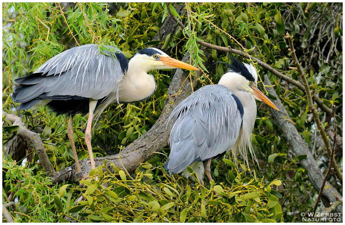 - Graureiher Paar - ( Ardea cinerea )