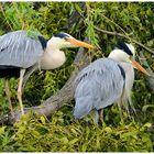 - Graureiher Paar - ( Ardea cinerea )