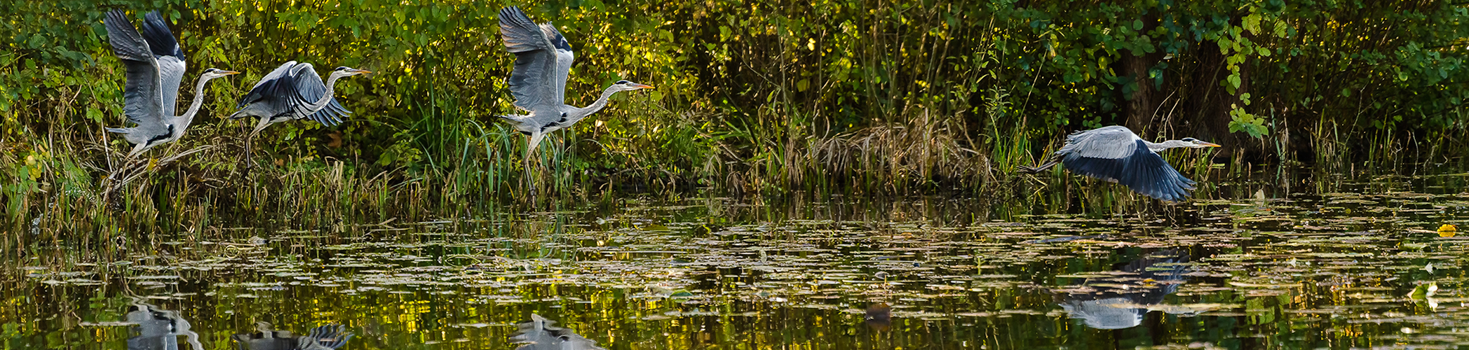 Graureiher Pano 1 (Abflug)