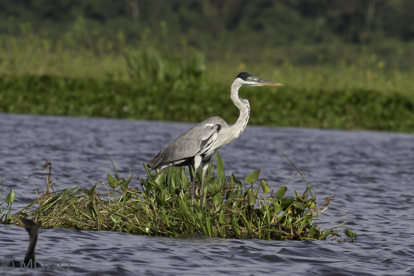 Graureiher-Pantanal