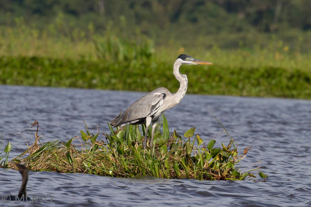 Graureiher-Pantanal