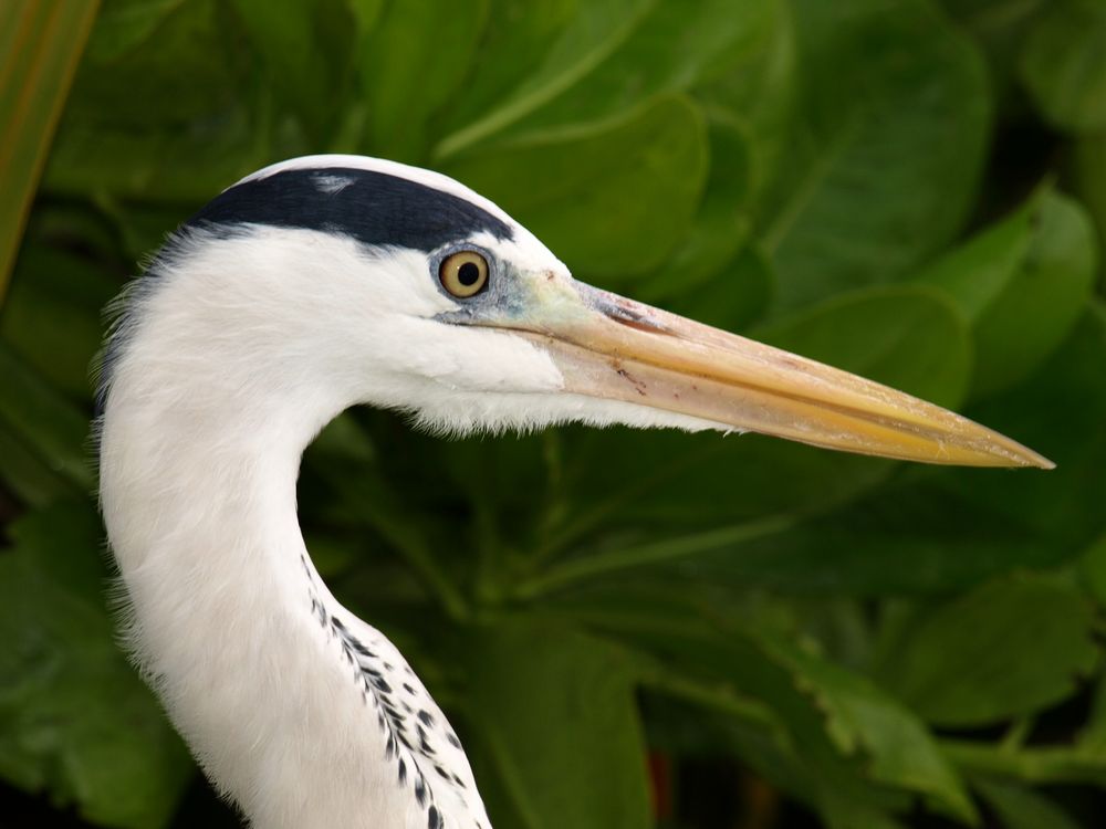 Graureiher Portrait