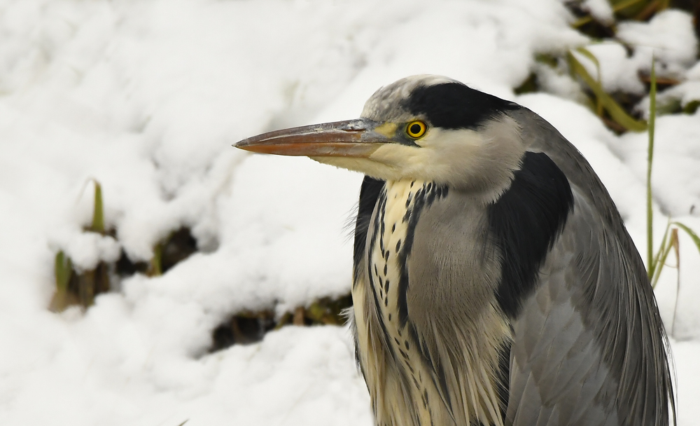 Graureiher Portrait