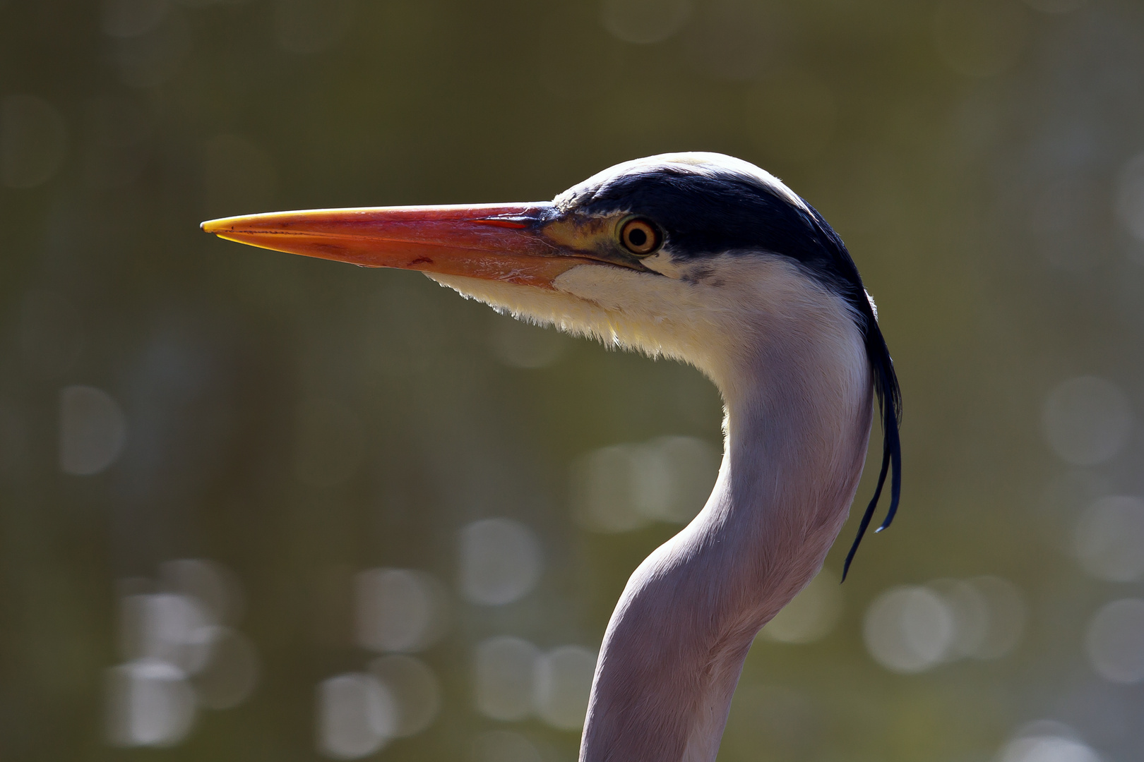 Graureiher Portrait