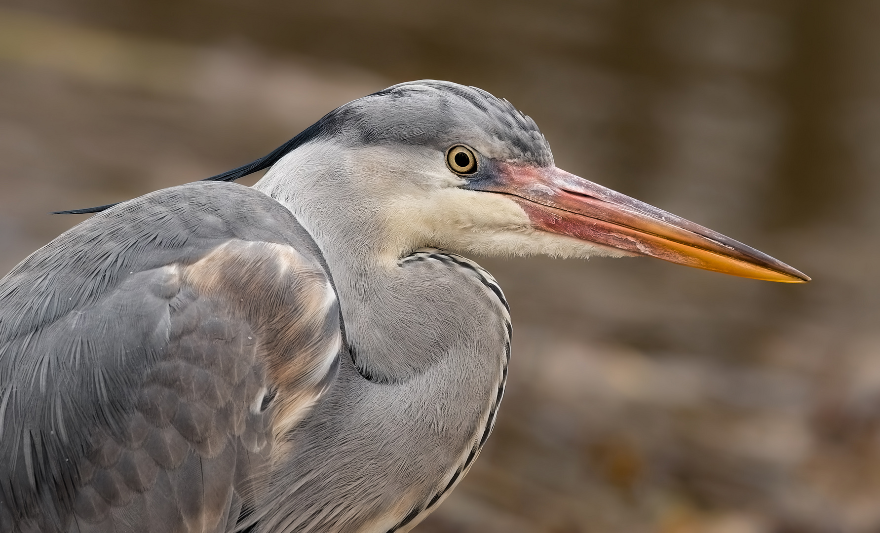 Graureiher Portrait