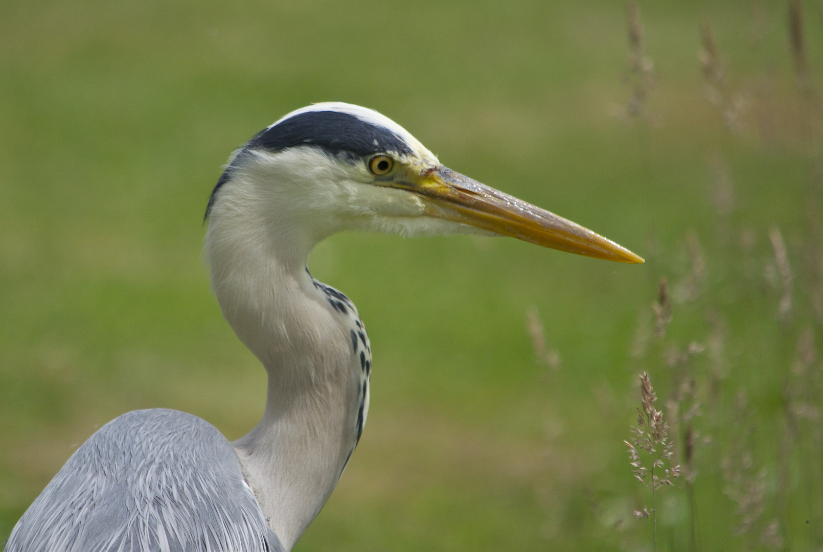 Graureiher Portrait