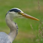 Graureiher Portrait