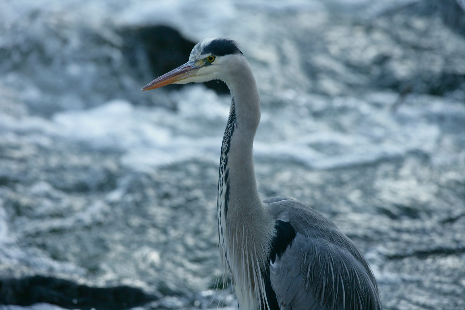 Graureiher Portrait - 2-