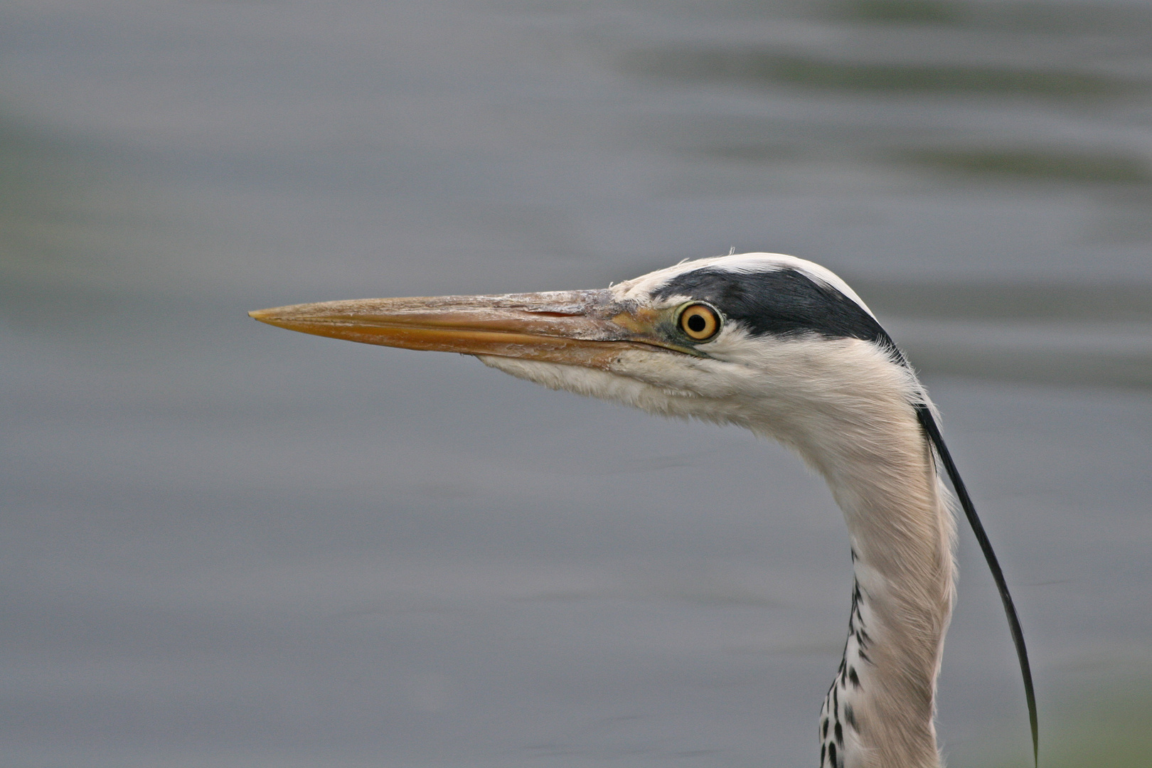 Graureiher - Portrait