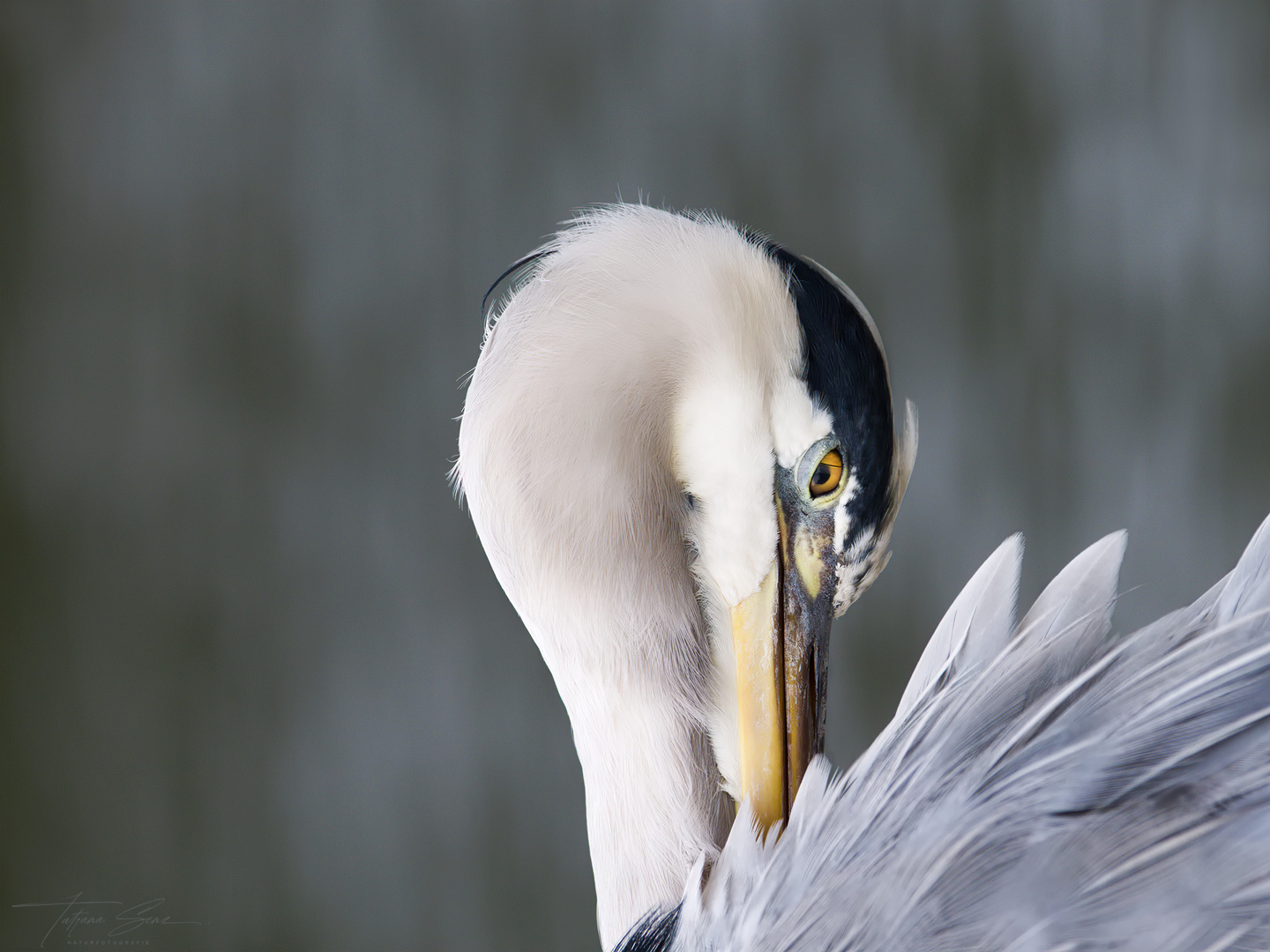 GRAUREIHER-PORTRAIT