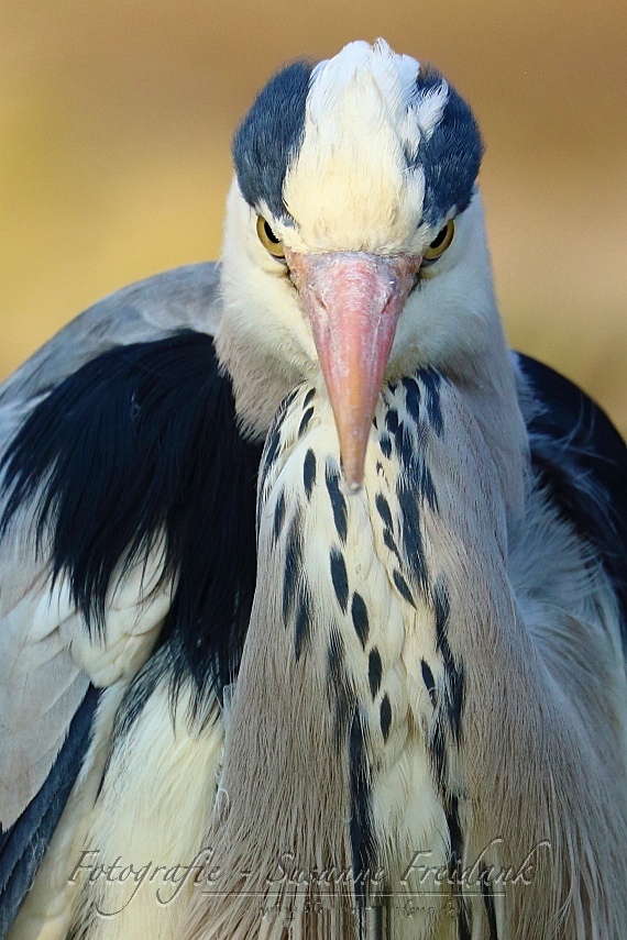 Graureiher-Portrait