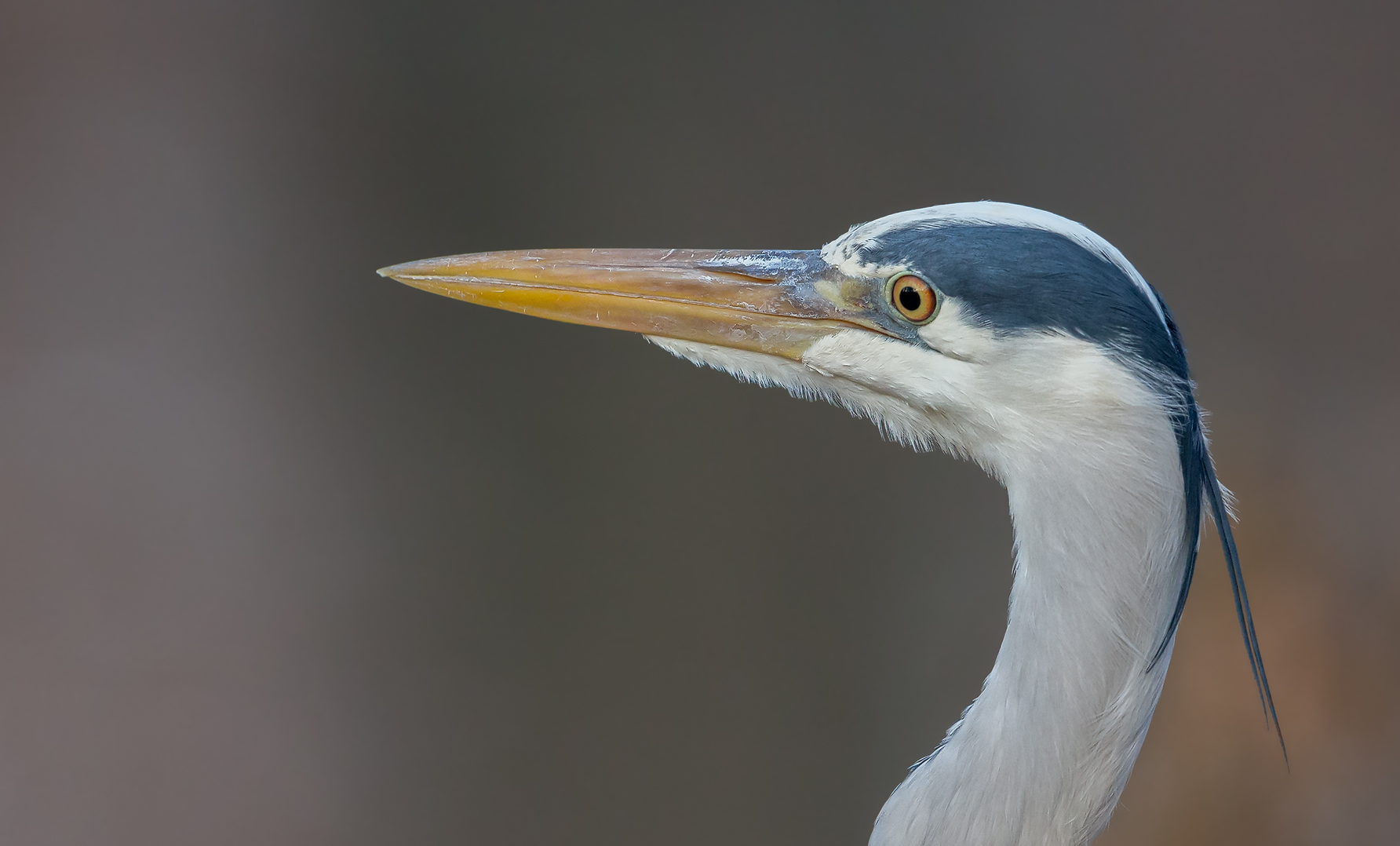 Graureiher Portrait