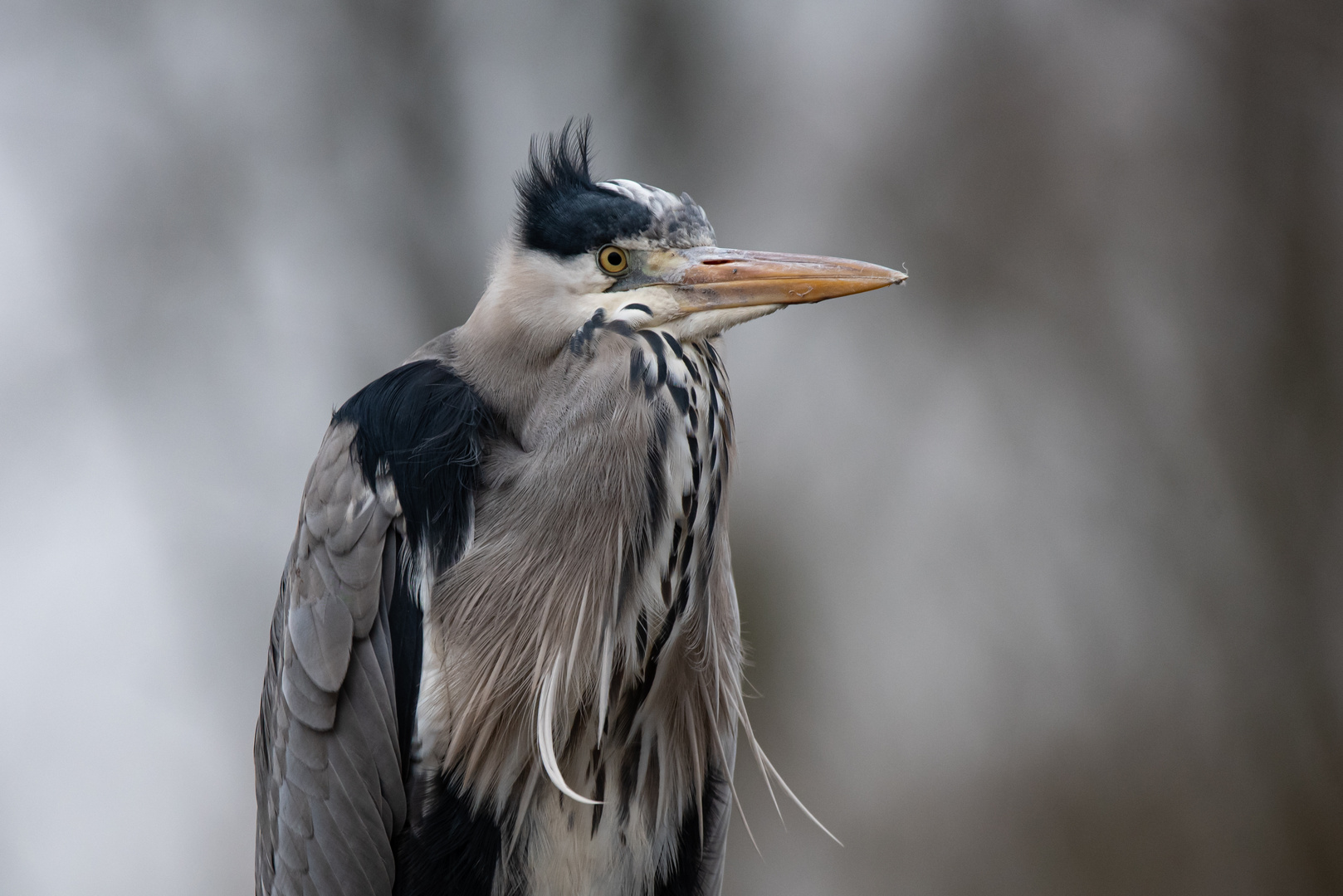 Graureiher Portrait