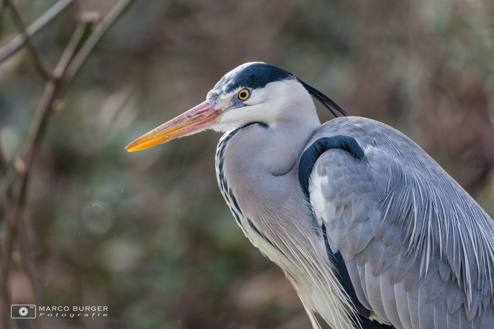 Graureiher Portrait