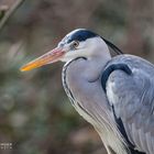 Graureiher Portrait