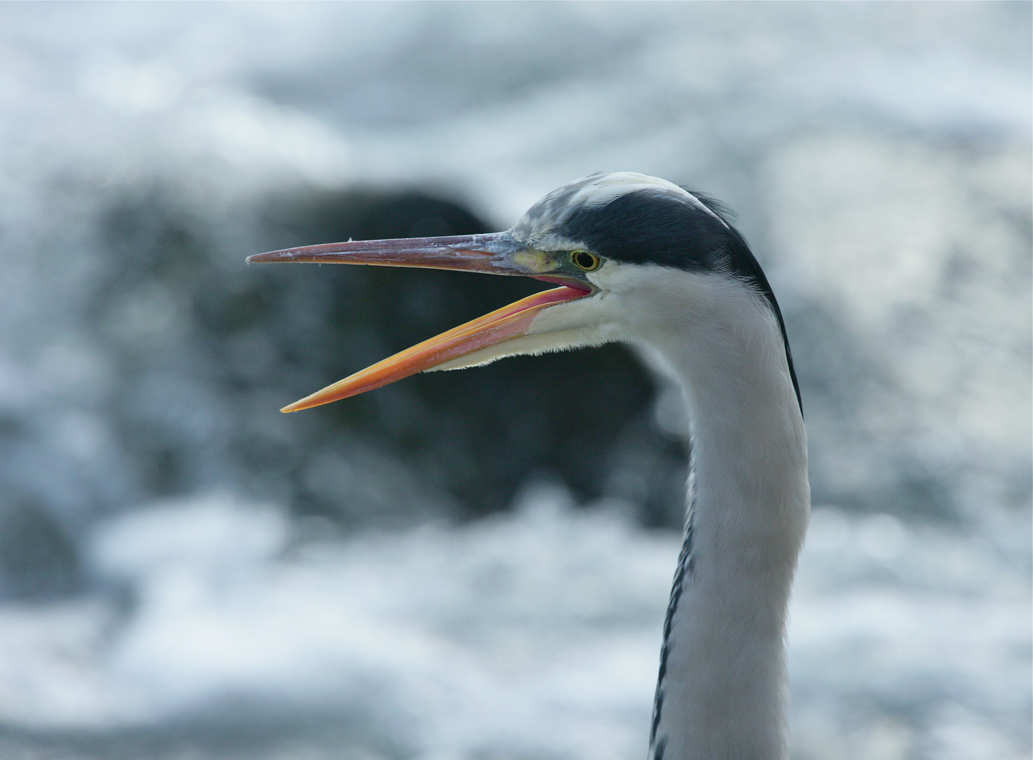 Graureiher Portrait