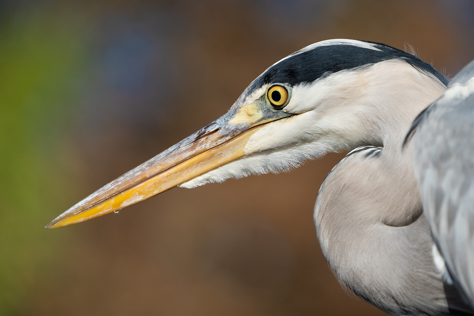 Graureiher Portrait