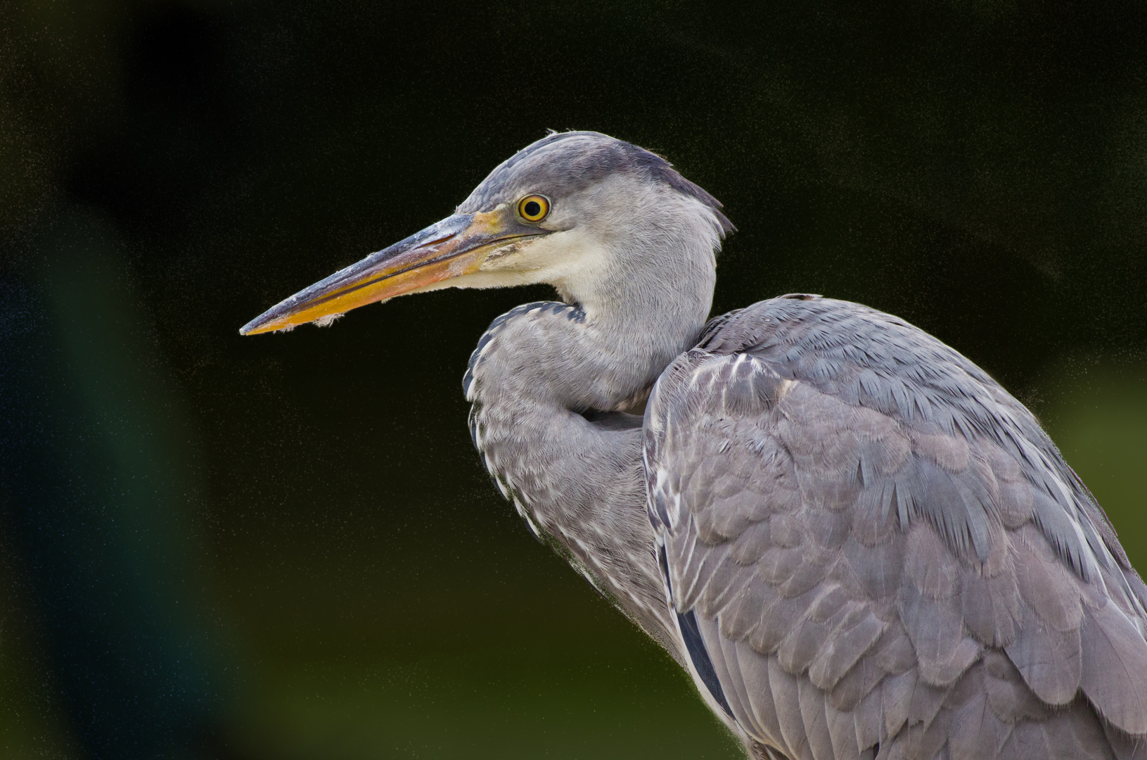 Graureiher Portrait