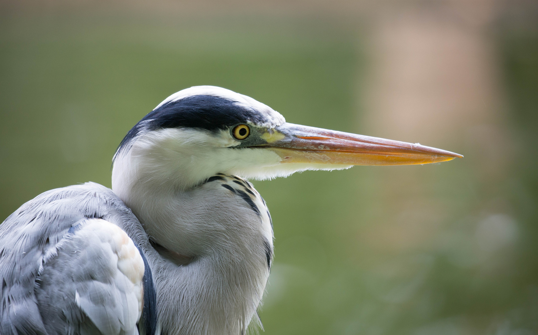 Graureiher Portrait