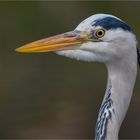 Graureiher Portrait