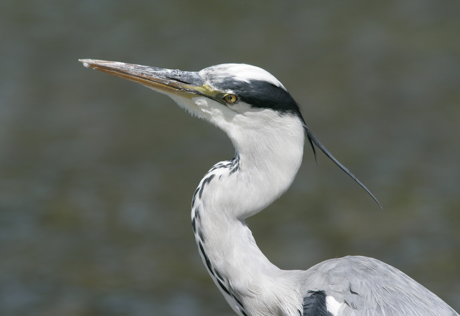 Graureiher Portrait