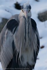 Graureiher-Portrait