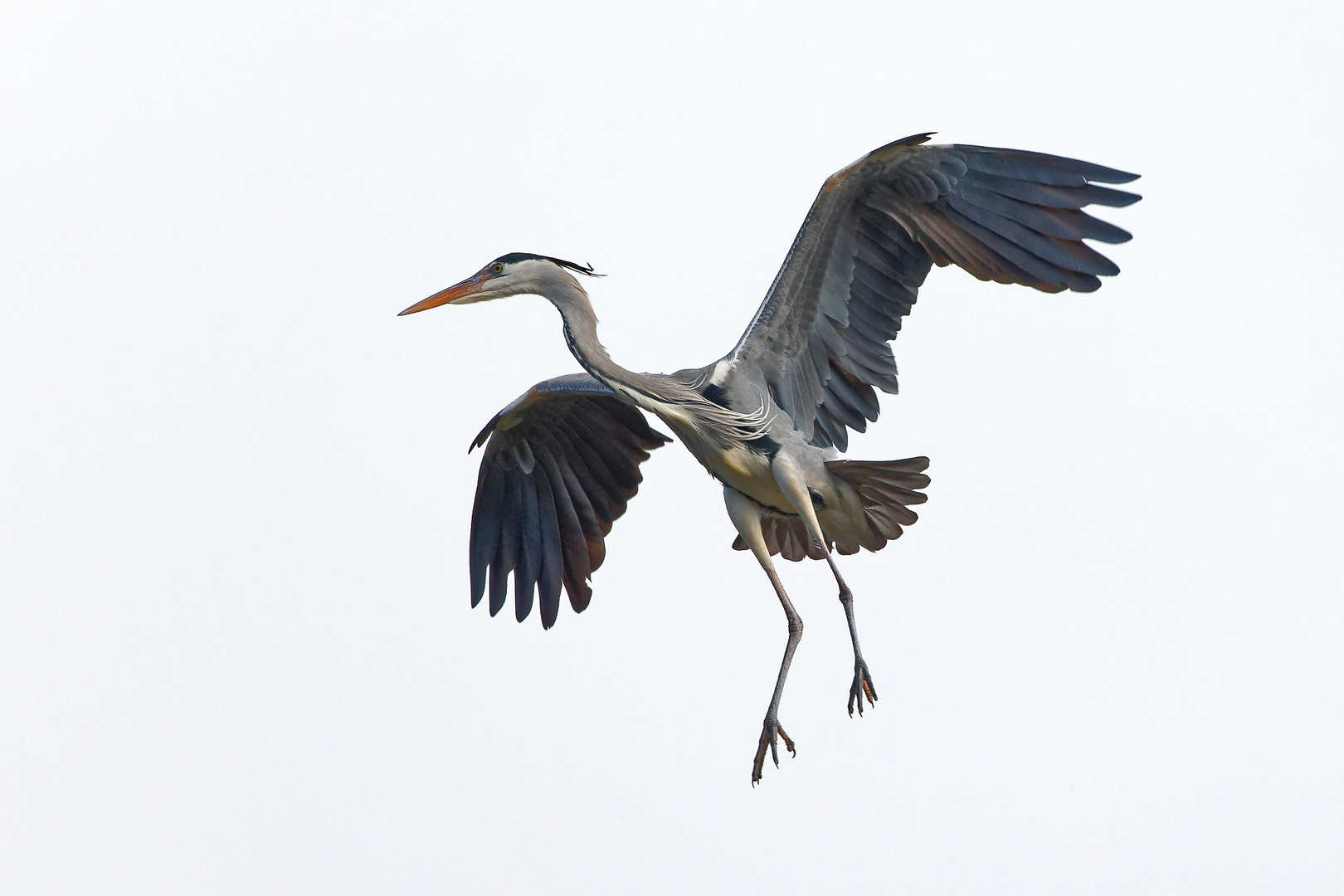 Graureiher-Portrait (Ardea cinerea)