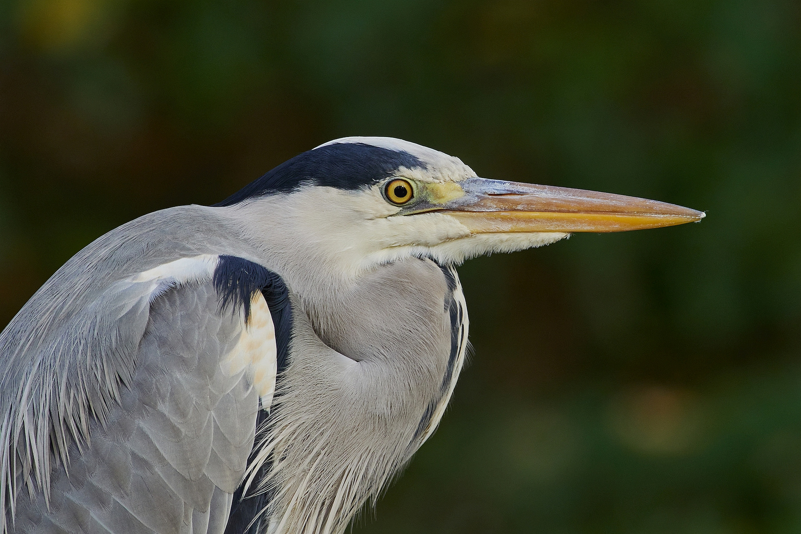 Graureiher Portrait