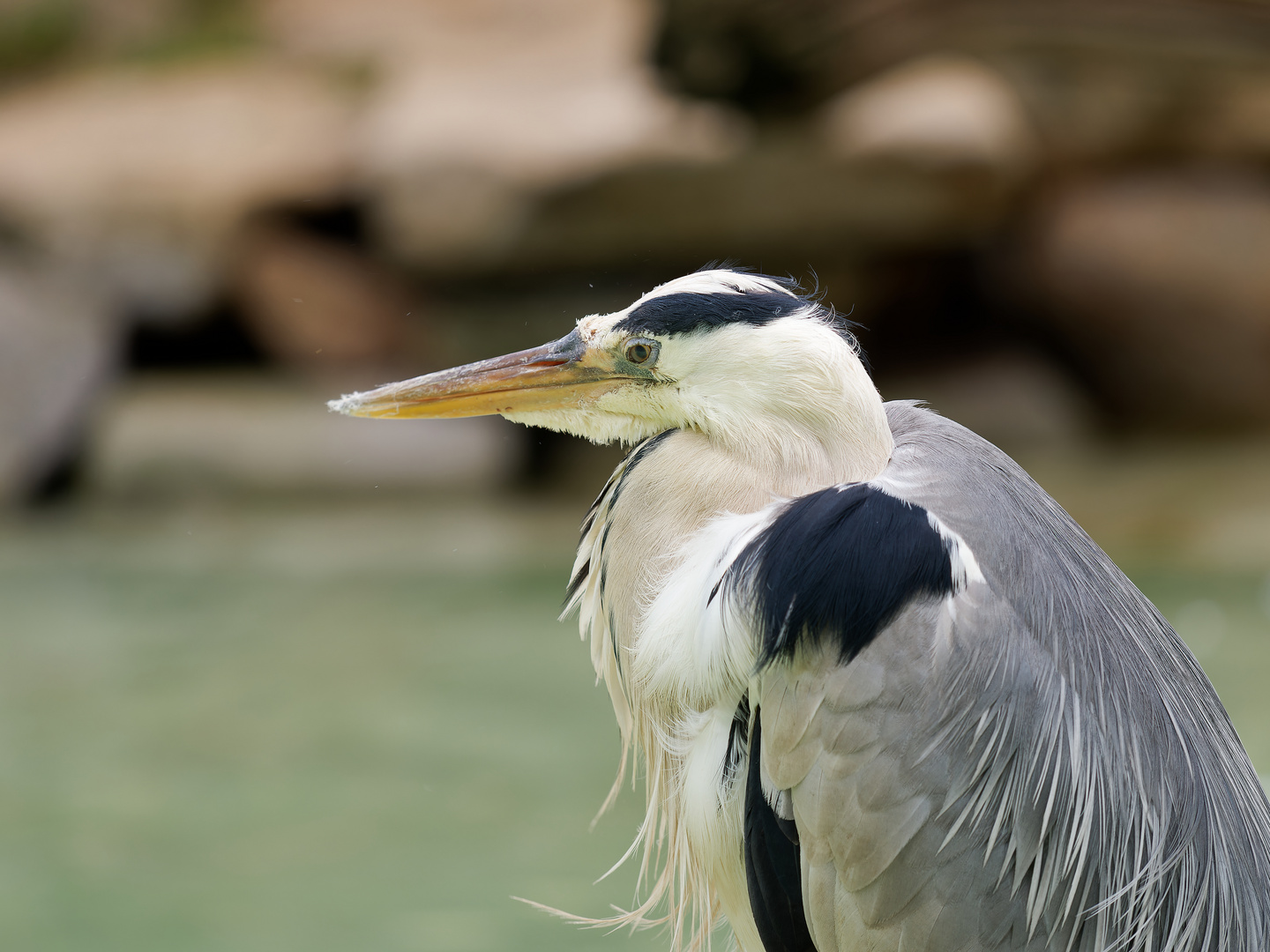 Graureiher Portrait 