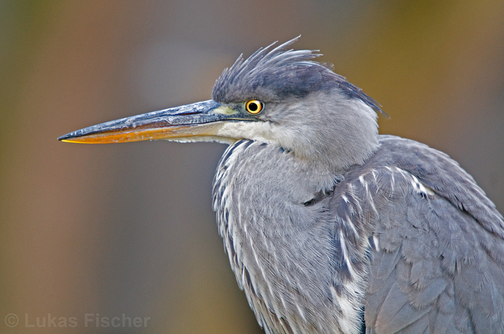 Graureiher Portrait