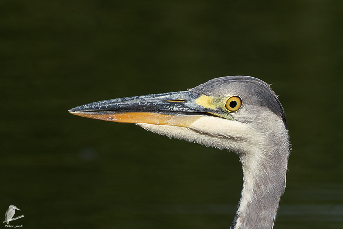 Graureiher-Portrait