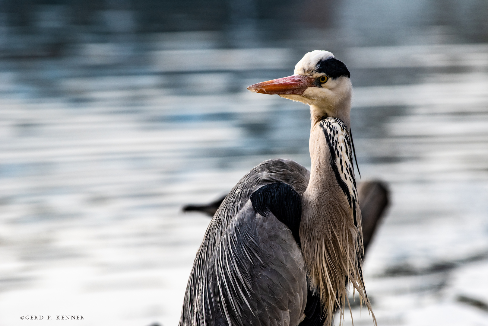 Graureiher Portrait