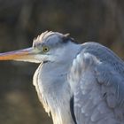 Graureiher Portrait 